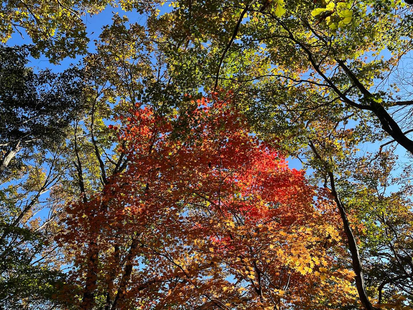 紅葉🍁