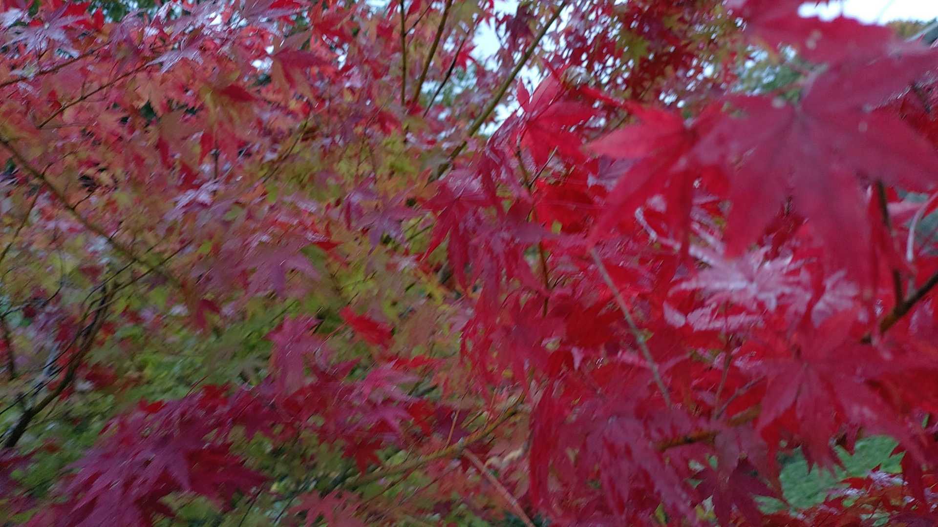赤ーいщ⁠(⁠゜⁠ロ⁠゜⁠щ⁠)