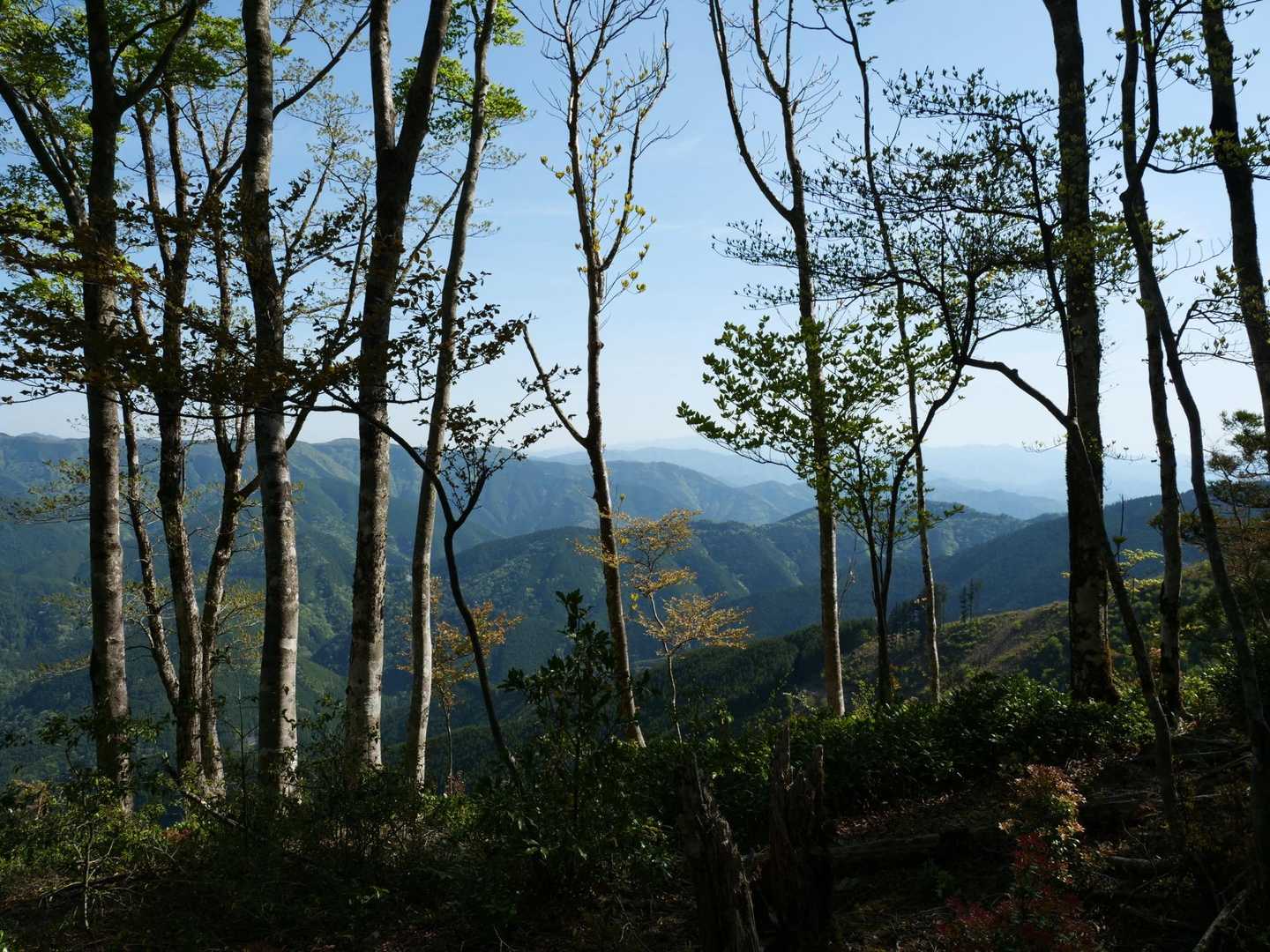 果無越え入口-和田森-安堵山-冷水山 往復コースの写真