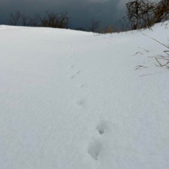 アニマルトレース　どなた？