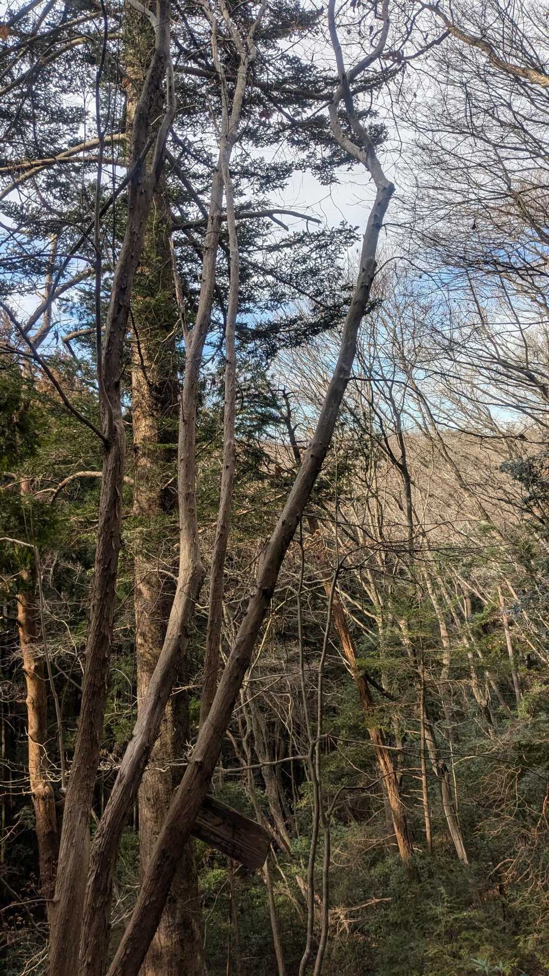 松倉山 往復コースの写真