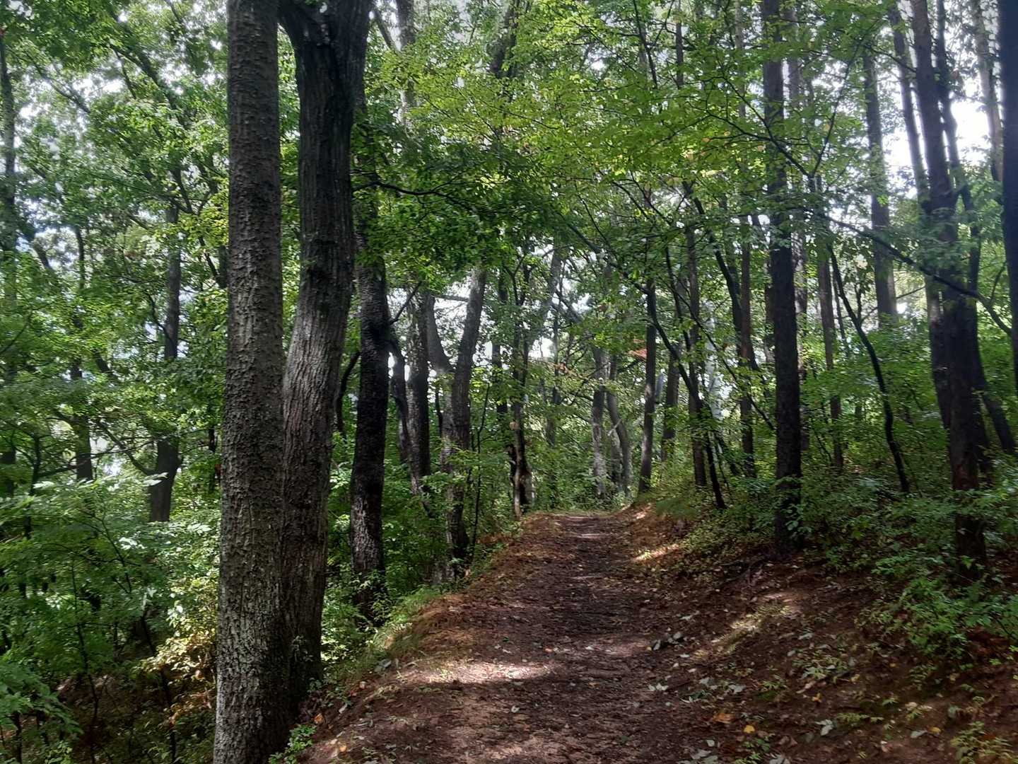 整備された登山道