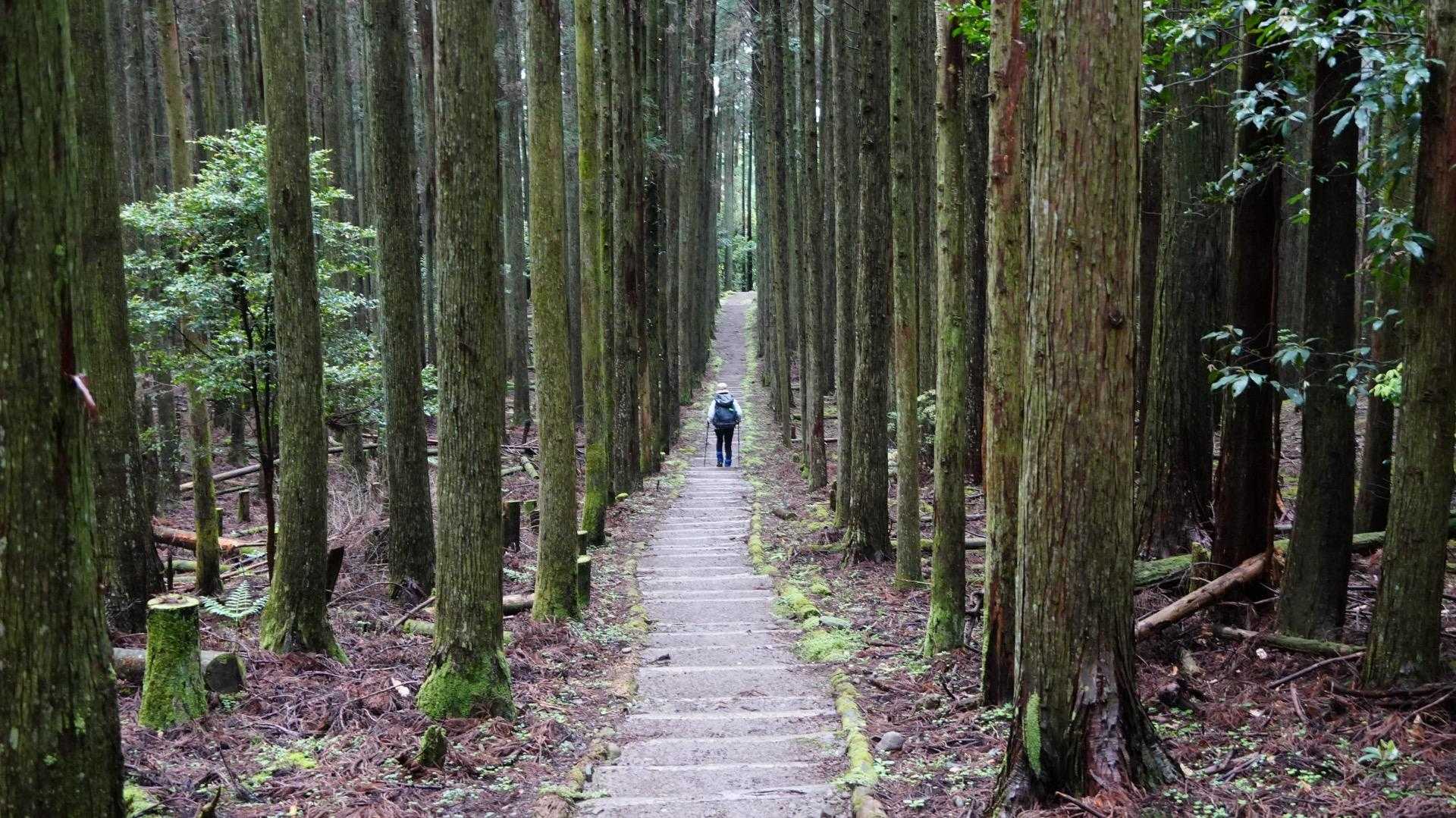 八瀬峠-長九郎山 往復コースの写真