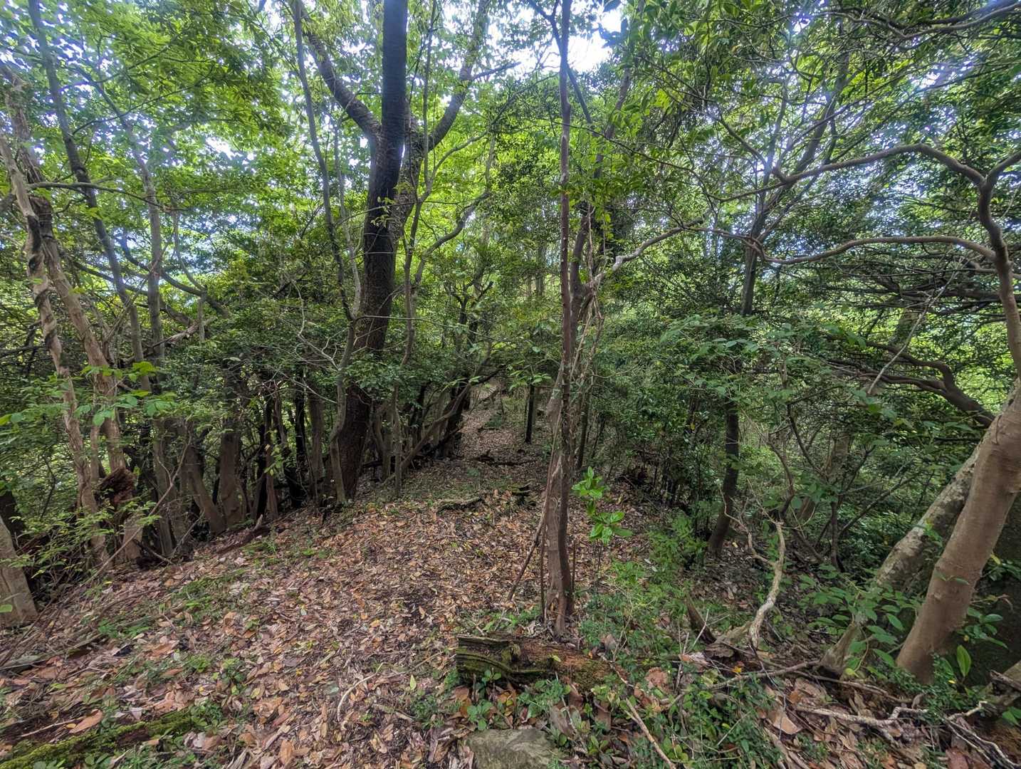 千石岳登山口-千石岳 周回コースの写真