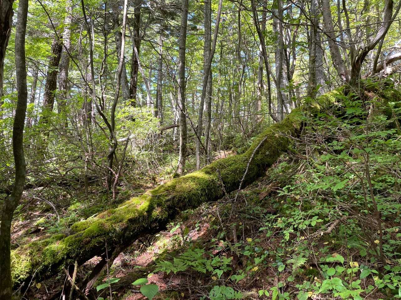 篭ノ登山-水ノ塔山 往復コースの写真