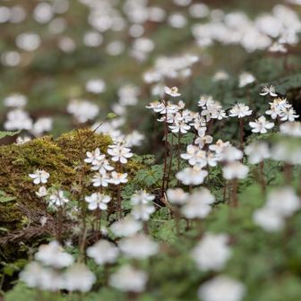 冷水山・百前森山・果無山 幸せな気分にさせてくれる