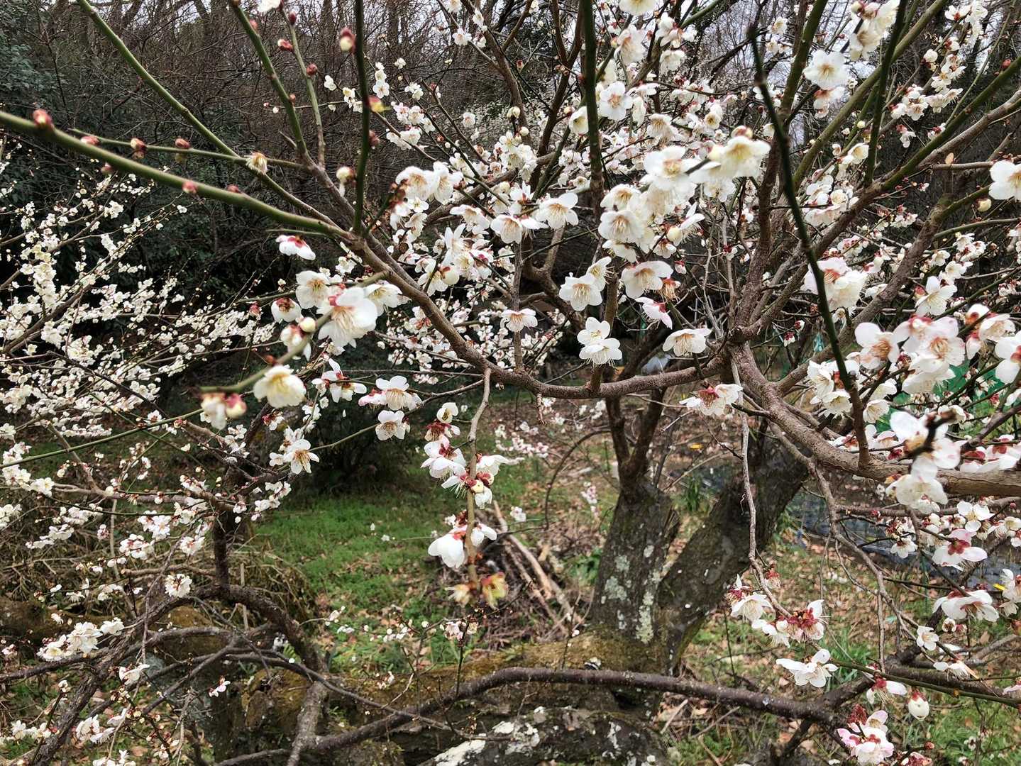 パン屋さんから道なりに少し行くと、吾妻山への中里口。梅花の良い香り