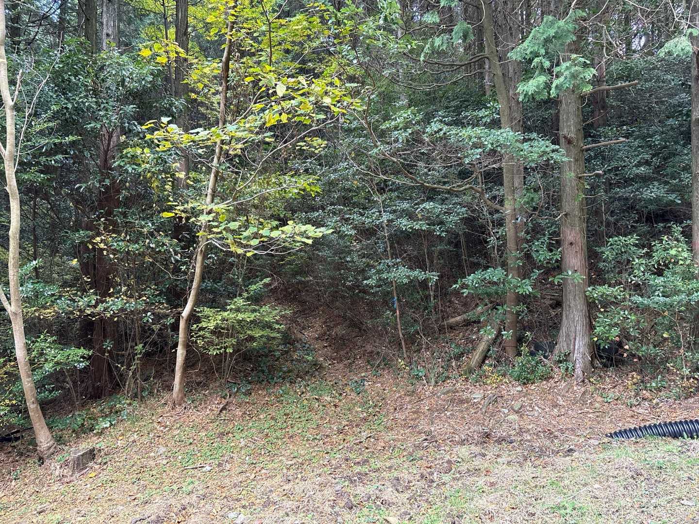 登山口かー　嫌な予感