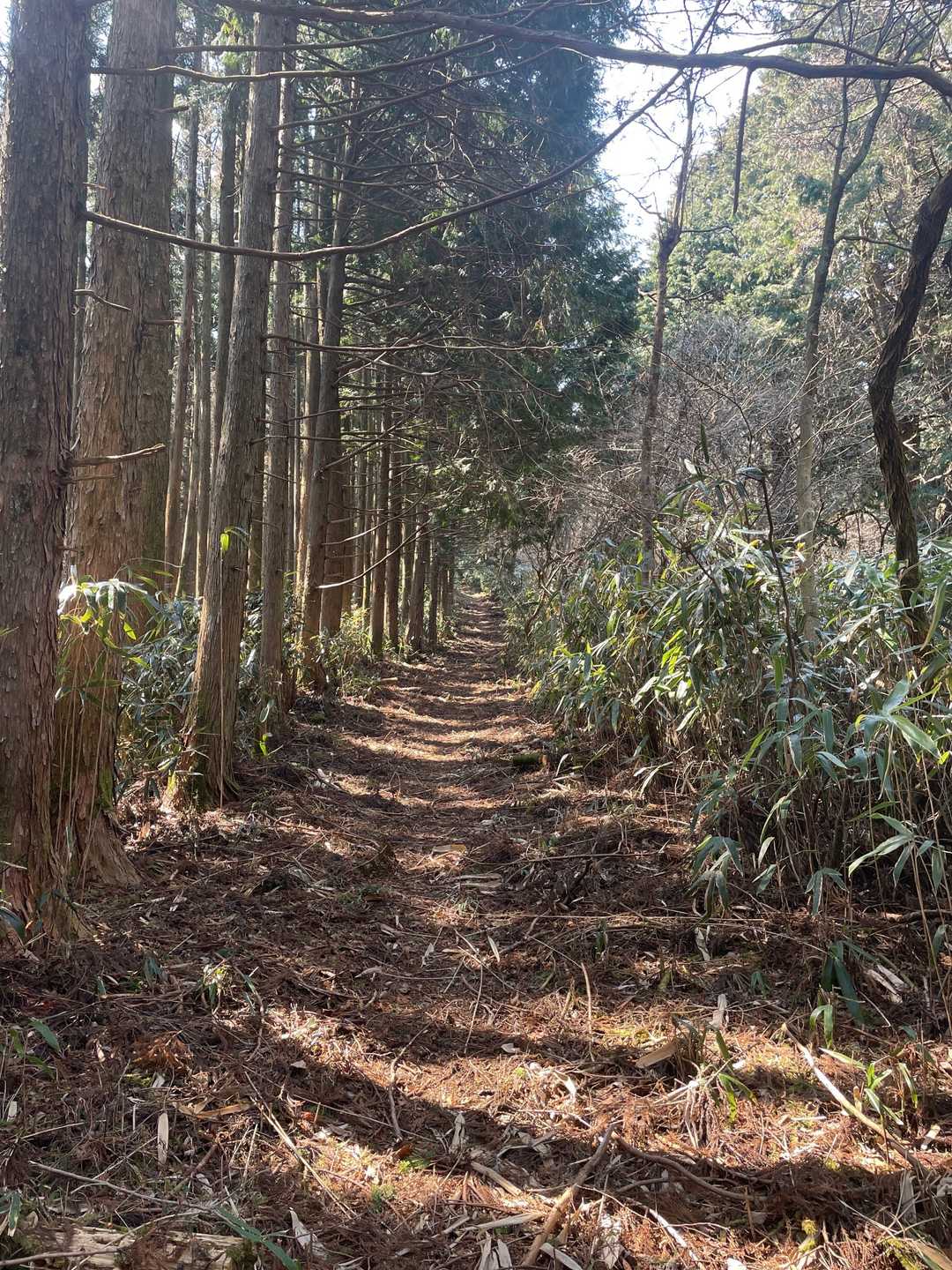 杉？桧？こちらは影が多く涼しいです😄と言うか少し寒くなってきたので一枚羽織ります😅