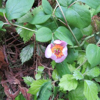 1輪山芍薬が咲いていました。