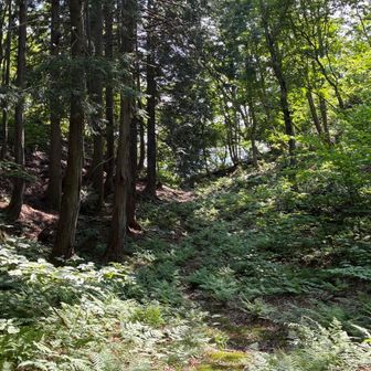 ここから一等三角点さがし
熊？？のものらしき糞あり、注意