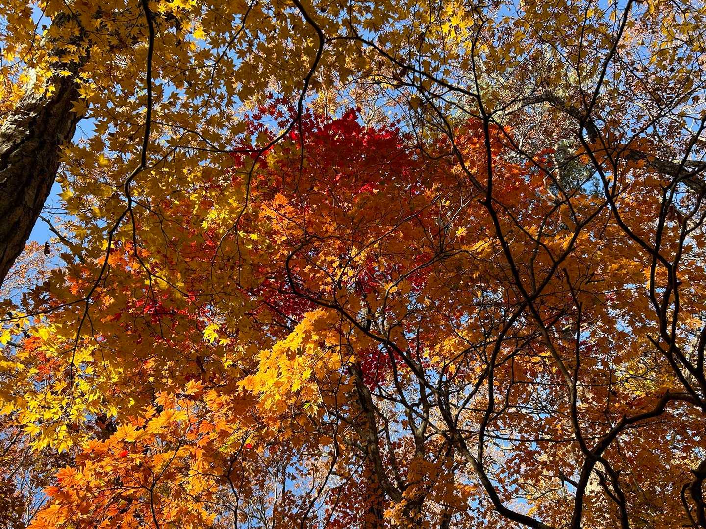 グラデーション🍁