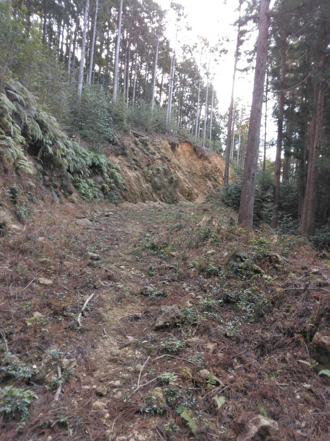 荒れた林道と合流