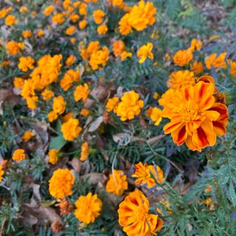 マリーゴールド✨