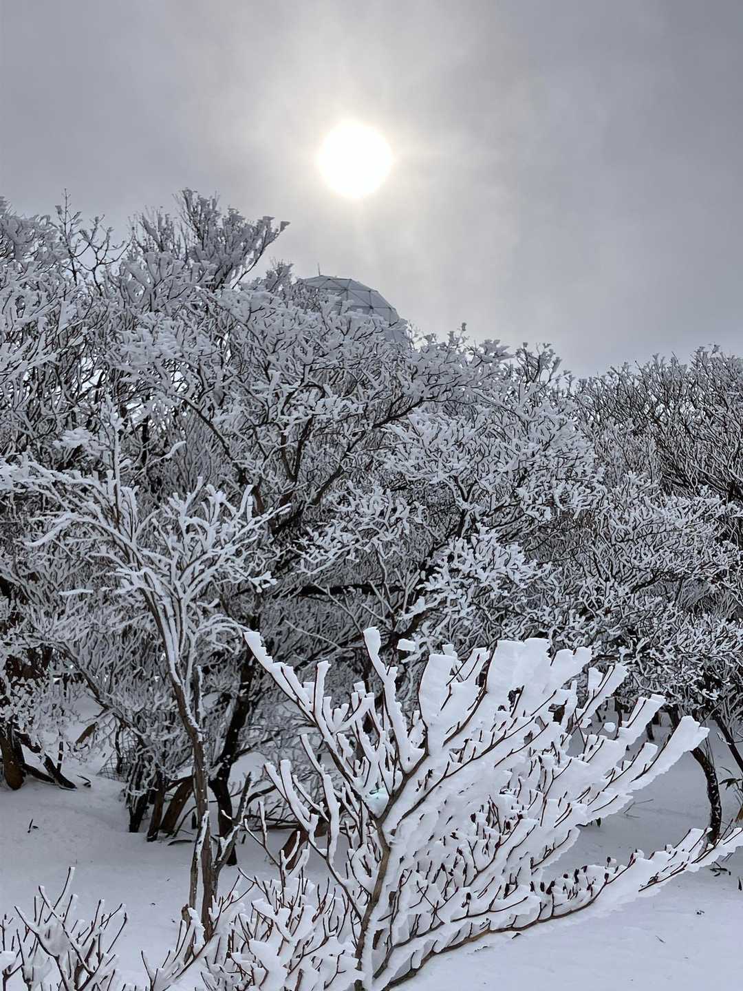 この辺は樹氷が立派です🤩