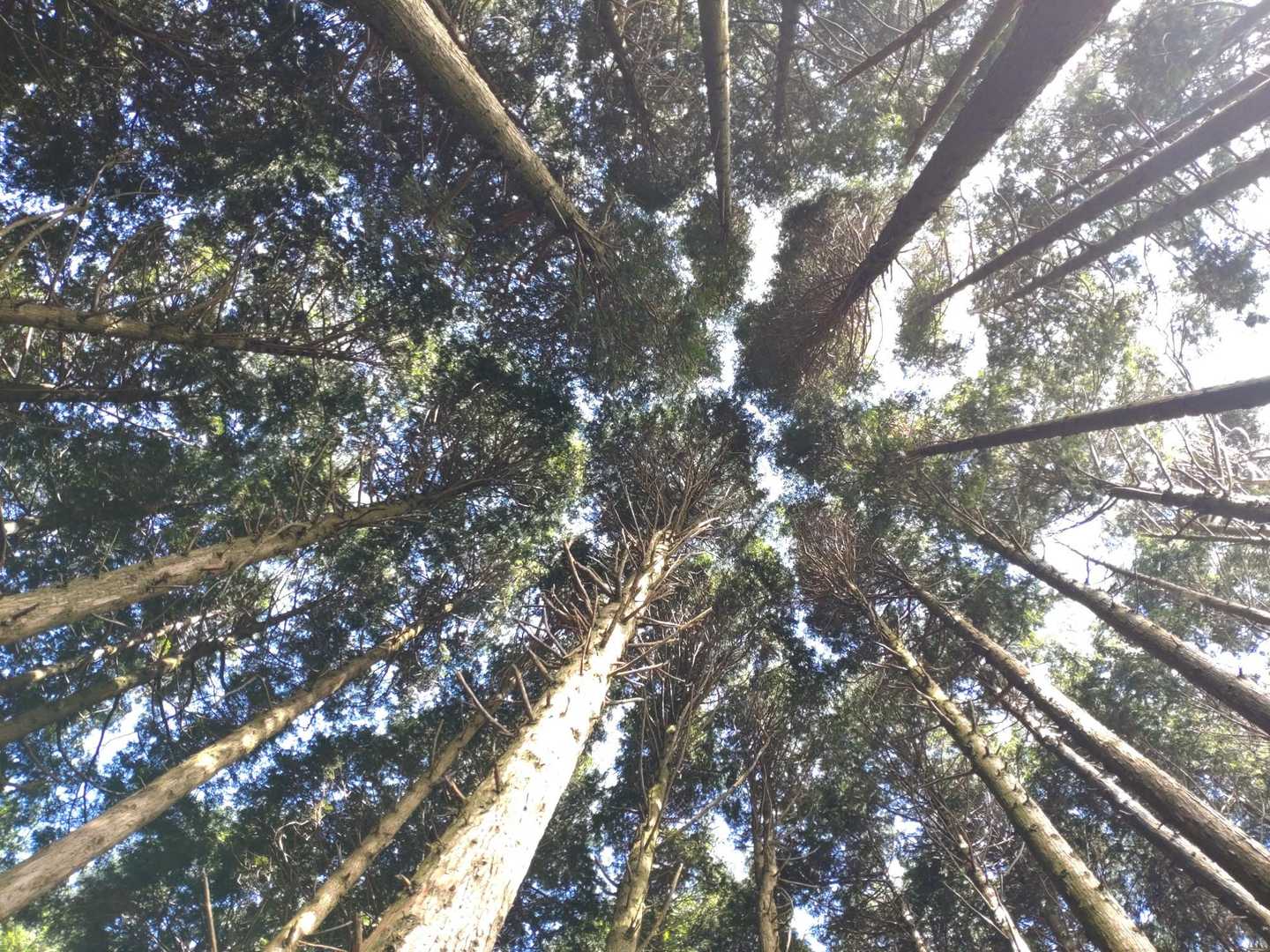 竜爪山（文珠岳） 往復コースの写真
