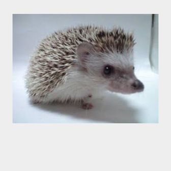 ハリネズミママ