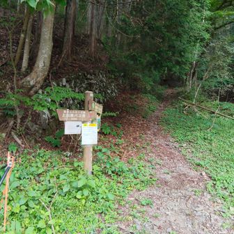 駐車スペースっぽいところの左側の奥に登山口発見