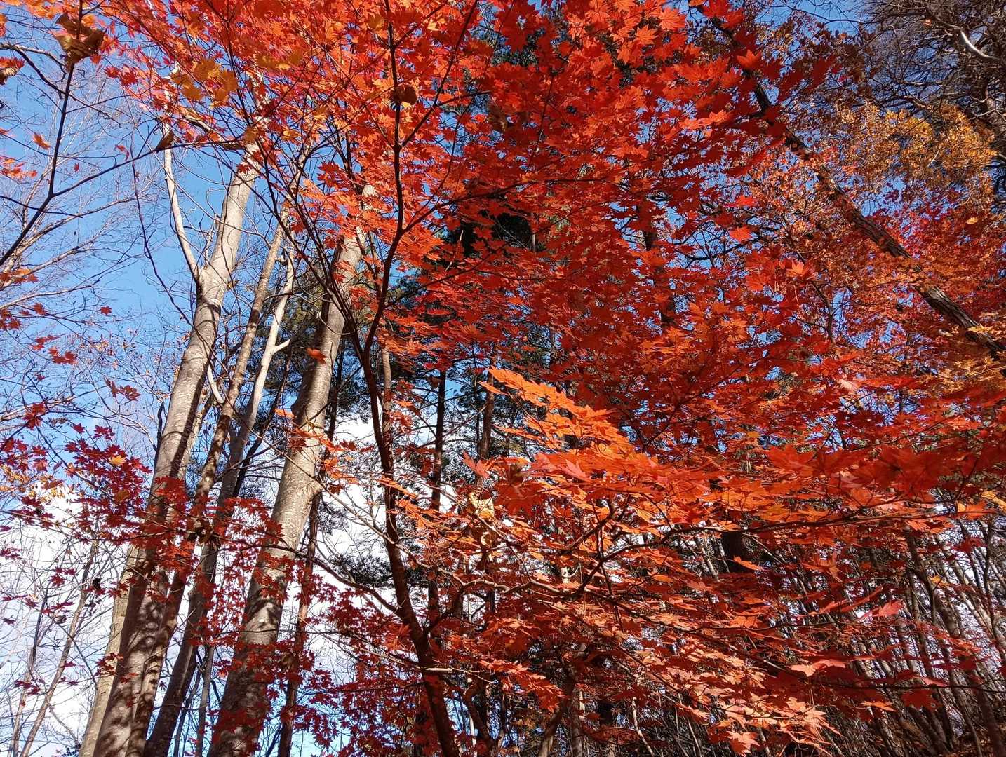 岩岳 往復コースの写真