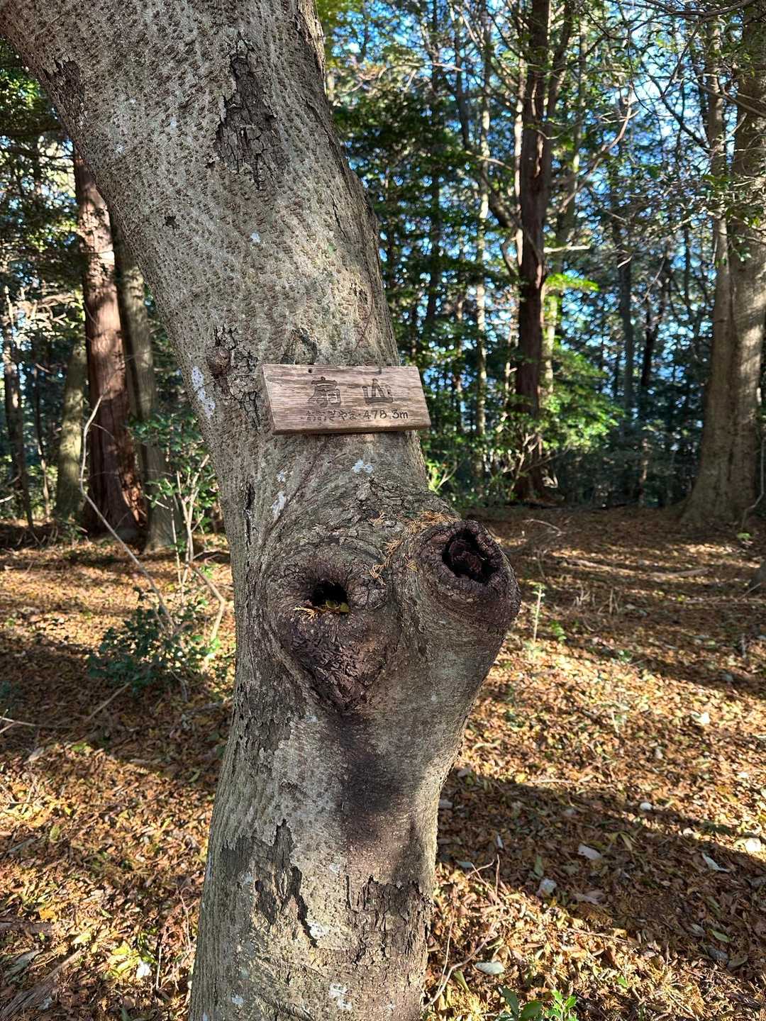 扇山登頂の証