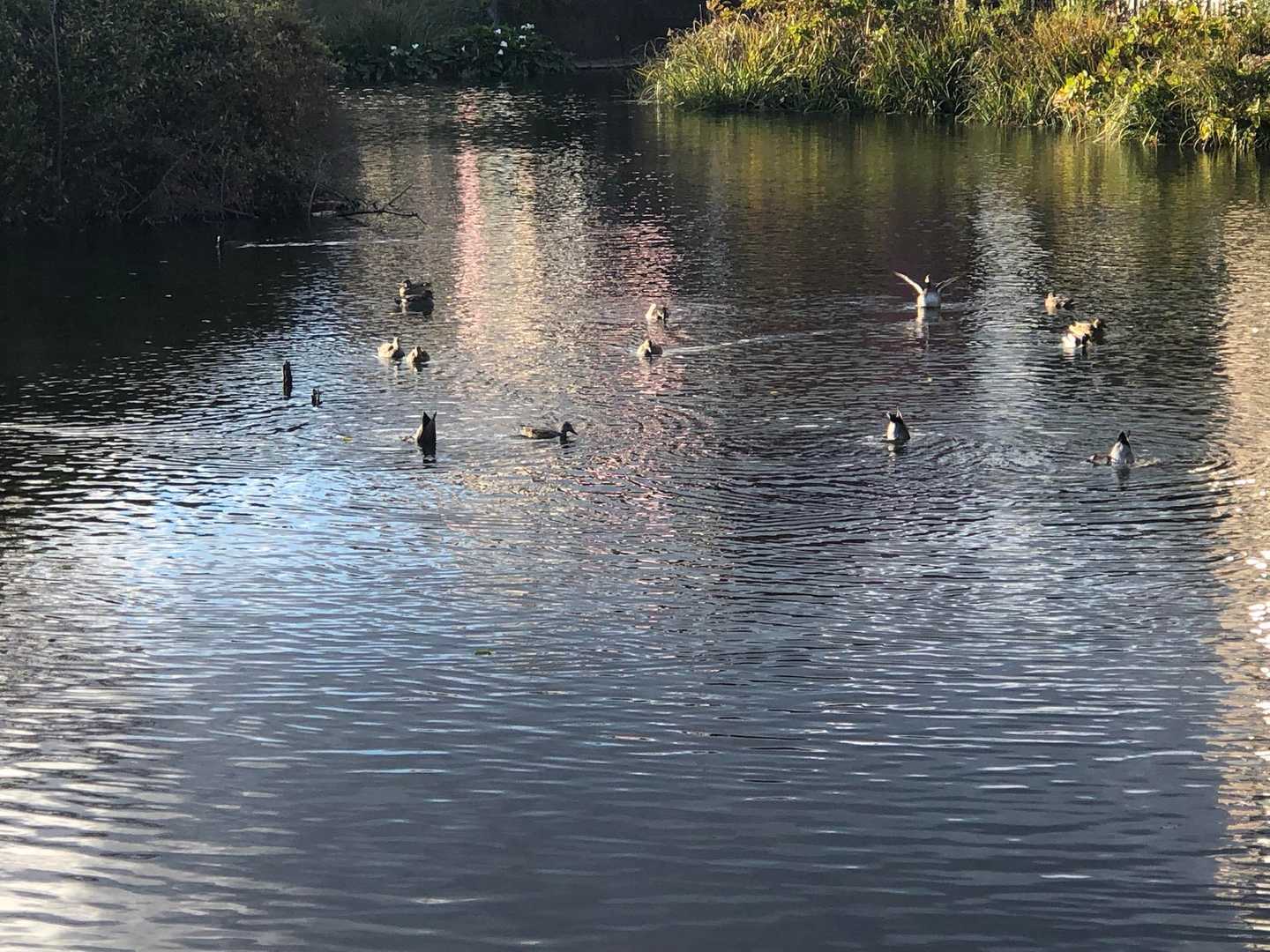 秦野の今泉名水桜公園でオカヨシガモの観察。
詳しいシニアの方に色々説明して頂きました。