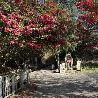本当に久しぶりの二上山

昼過ぎに到着しましたが、駐車場はほぼ満車でした🚙