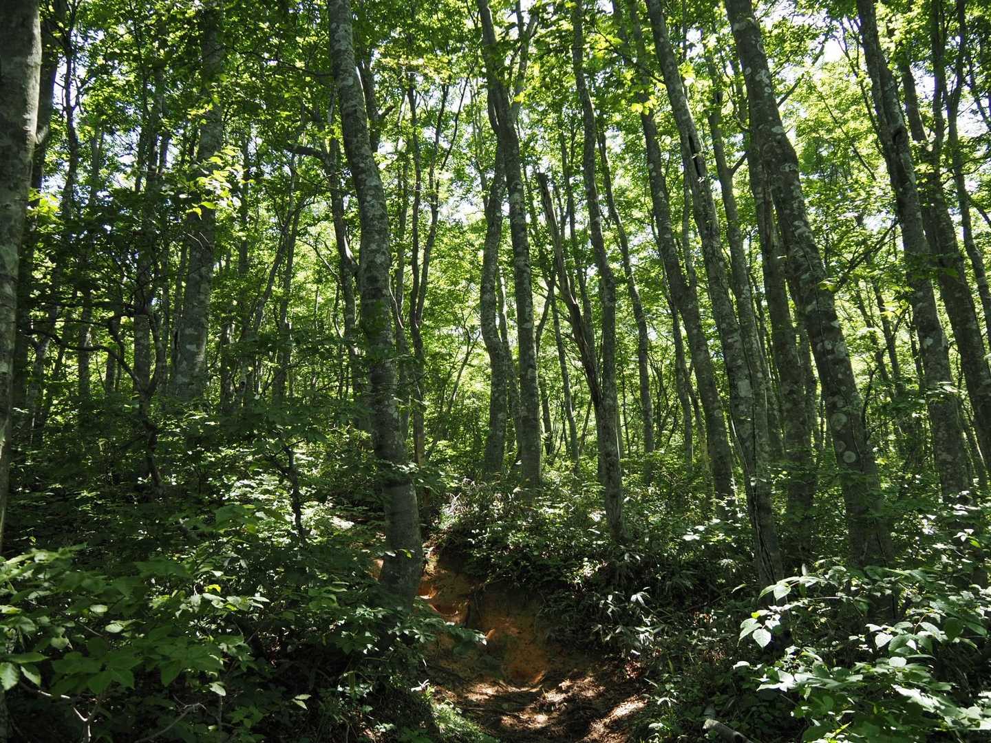 荒島岳中出コース登山口-小荒島岳 往復コースの写真