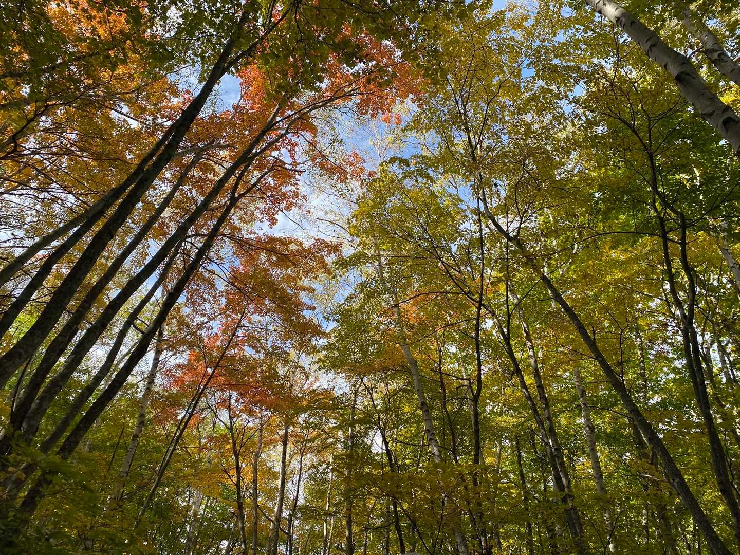 四阿山登山口-小四阿-中四阿-四阿山 往復コースの写真