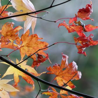 もう紅葉も終わりなんだね

今年の秋は

たくさん紅葉みれてよかったなあ