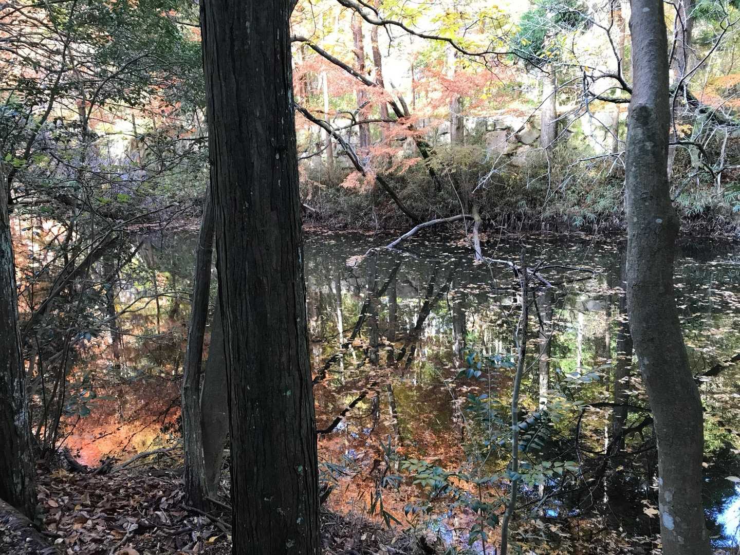 見事な水鏡✨✨✨✨