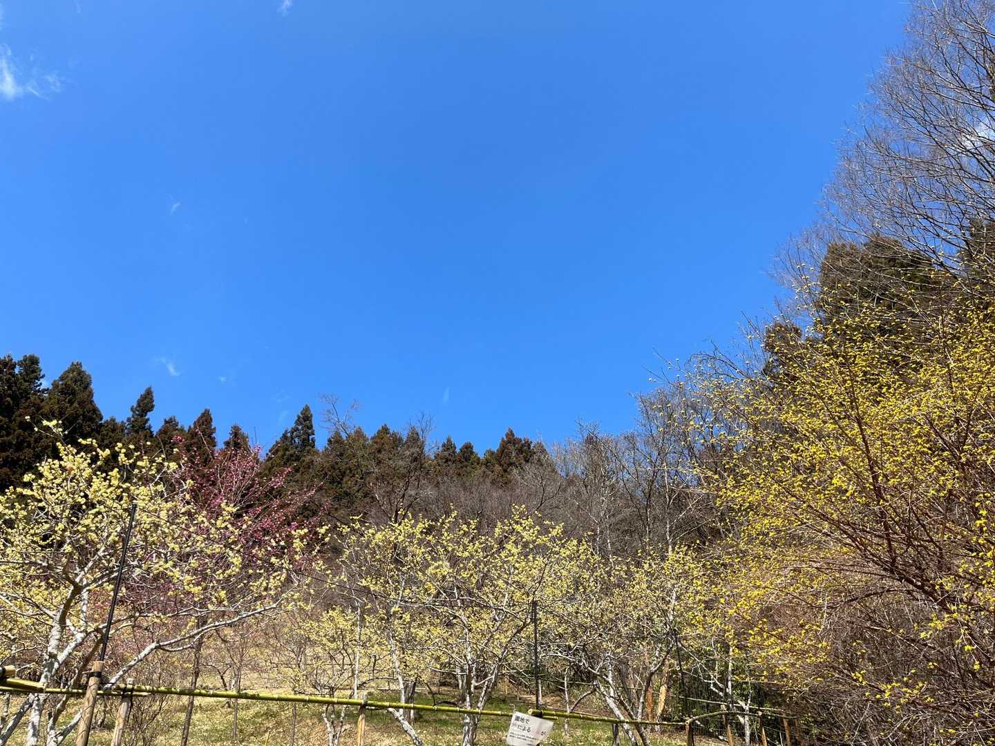 蝋梅、梅、サンシュユ