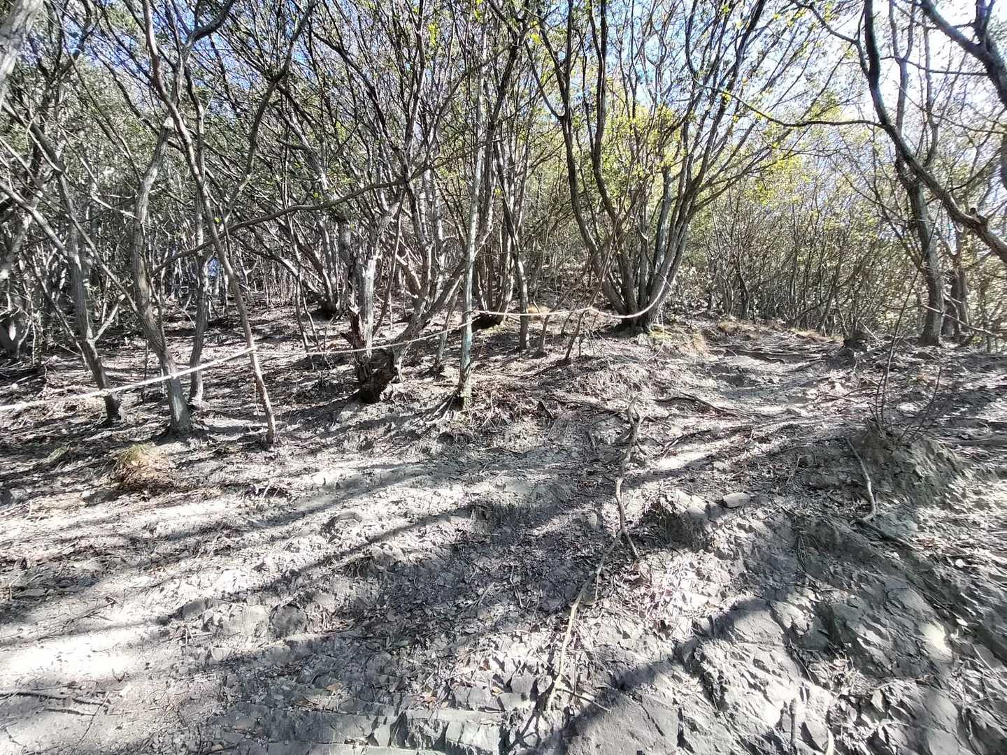 犬も返される急登！
さすが恐るべし讃岐ポコポコ低山。