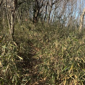 少し藪漕ぎしたら