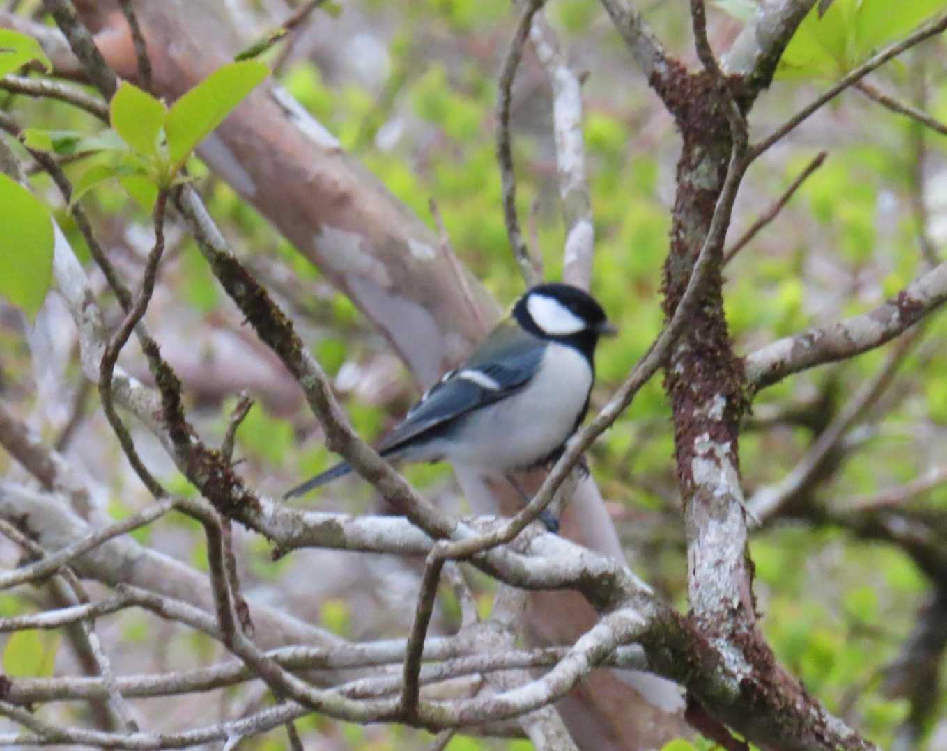 シジュウカラ