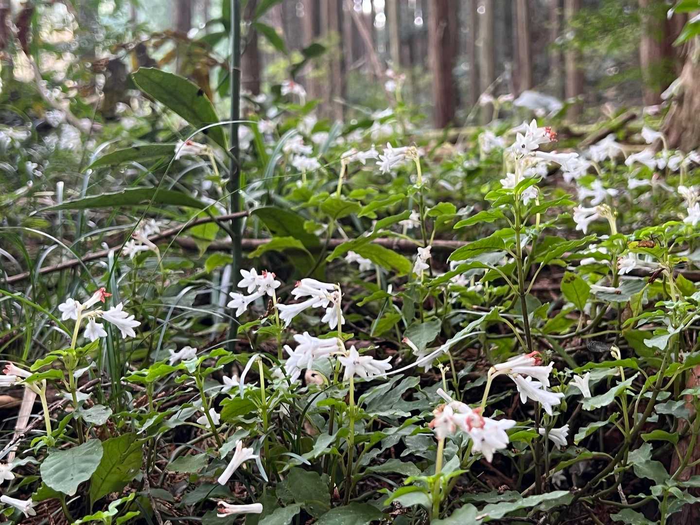 沢沿いの道に入ってすぐ、咲いてました！
