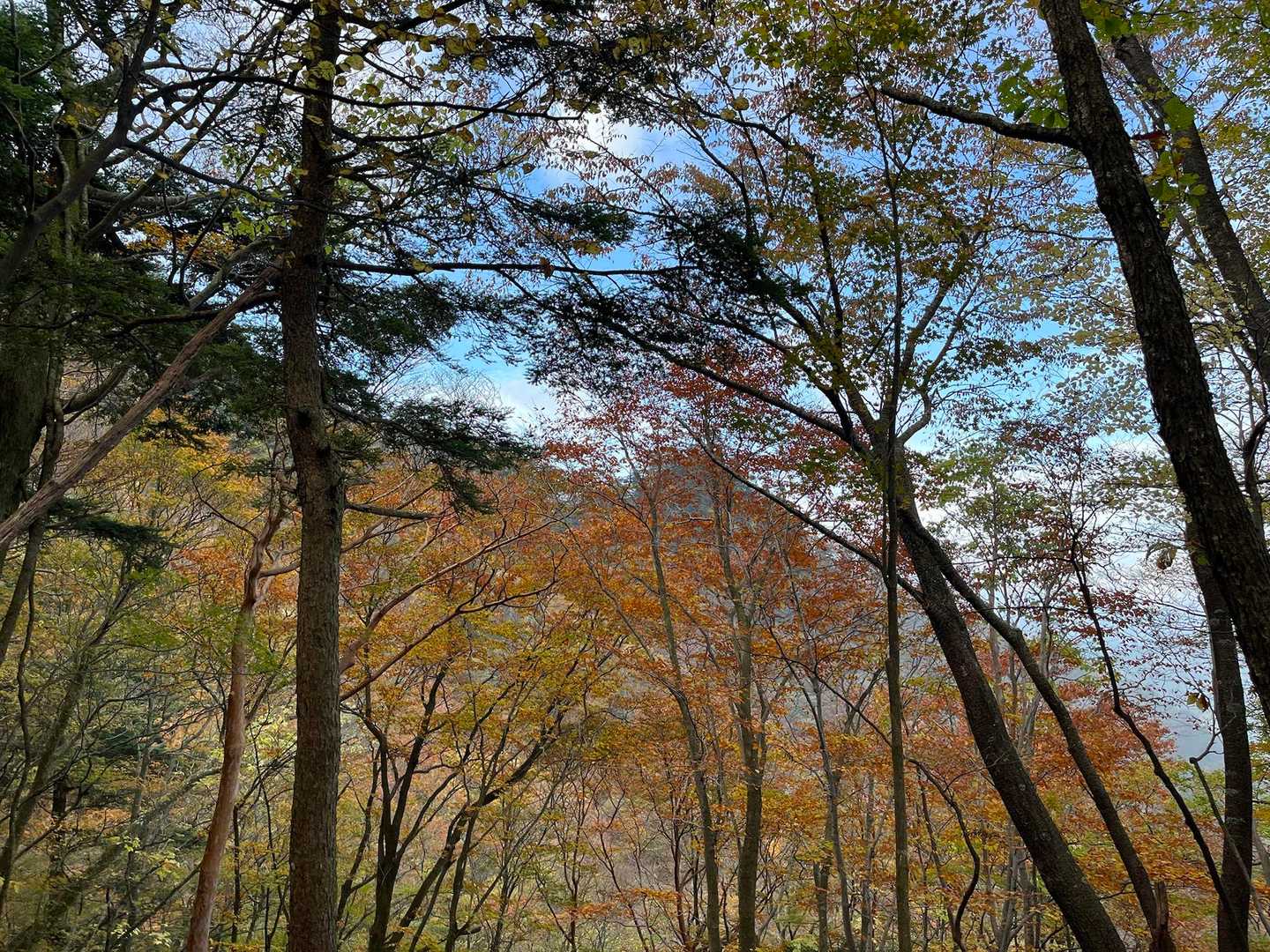 八丁越-大障子岩 往復コースの写真