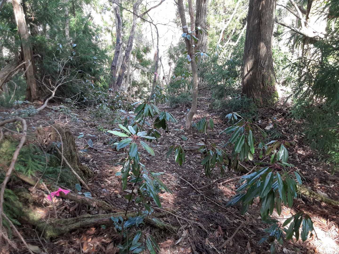 東山中峰に到着しました🚶