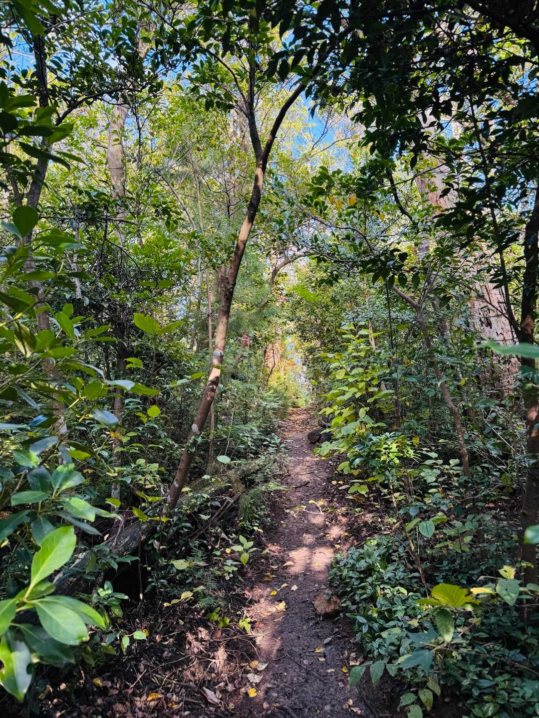 ずっと樹林帯🌳薄暗い感じ…
陽が差し込むとホッとします
