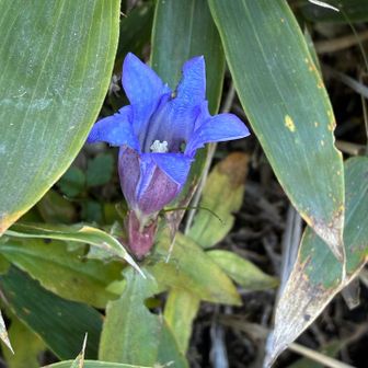 リンドウ　唯一の花