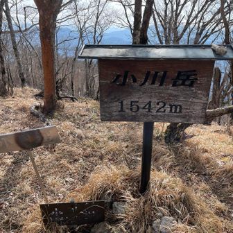 トレイルランナーたちの踏み跡がしっかりと付いてて歩きやすかった。