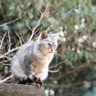 多分この辺りがグレーピークの瑞龍寺山⛰️
猫ちゃん🐈警戒して構えていた
