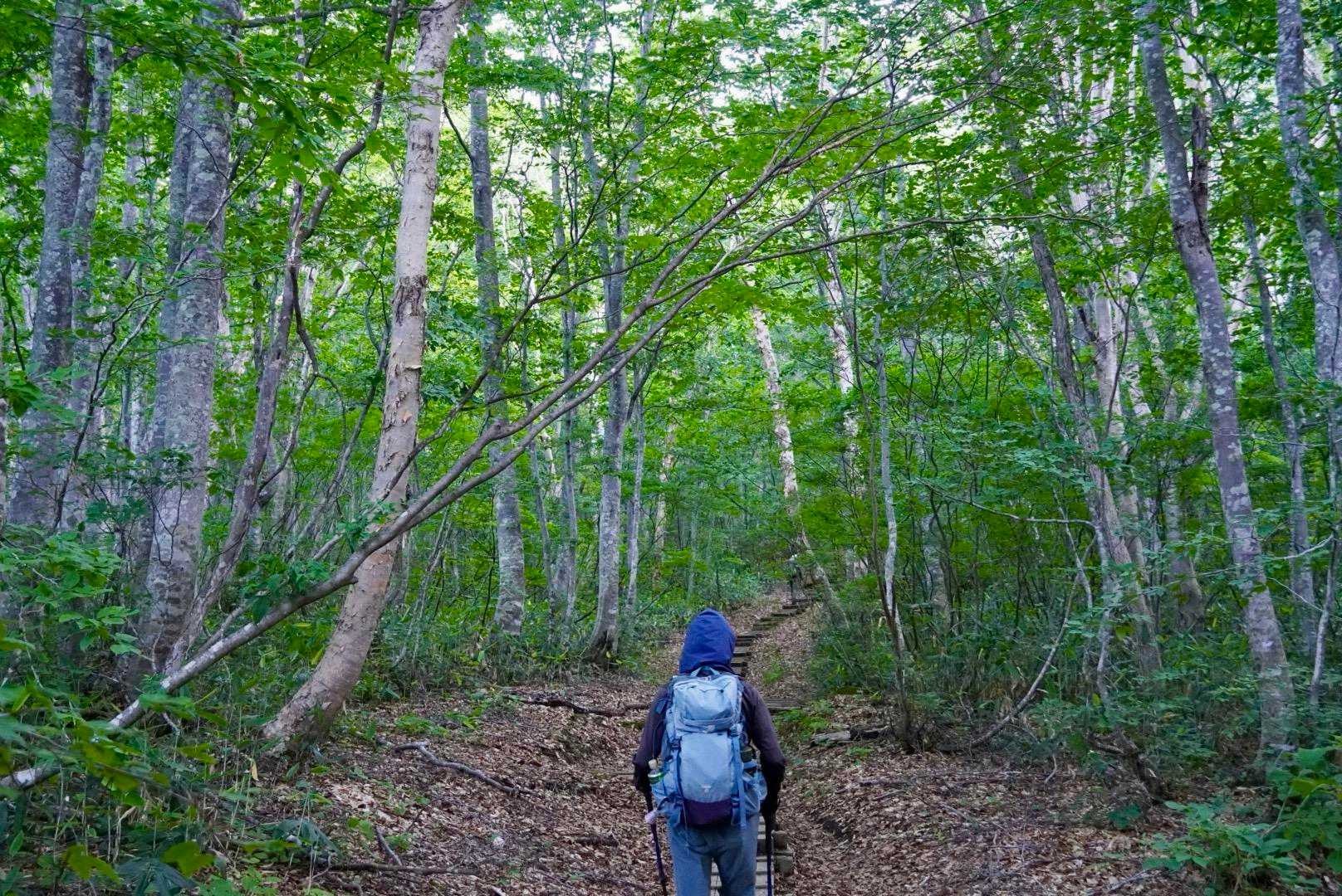 ものすごく手入れされてる木道が続く
ブナもきれい