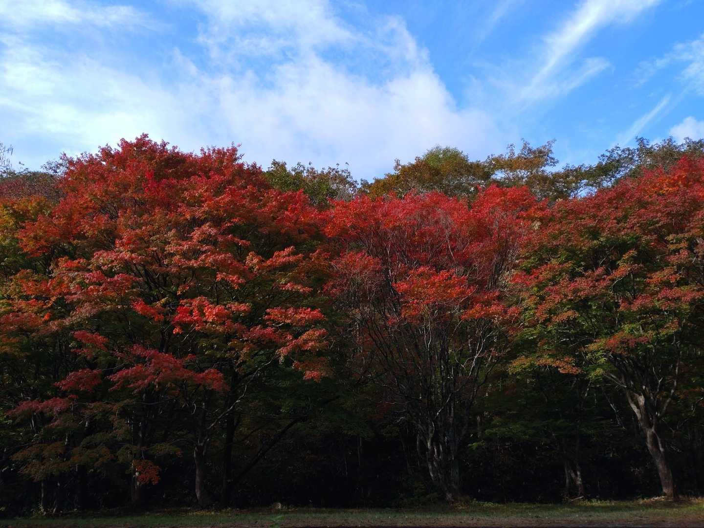 紅葉樹が青空に映える綺麗✨