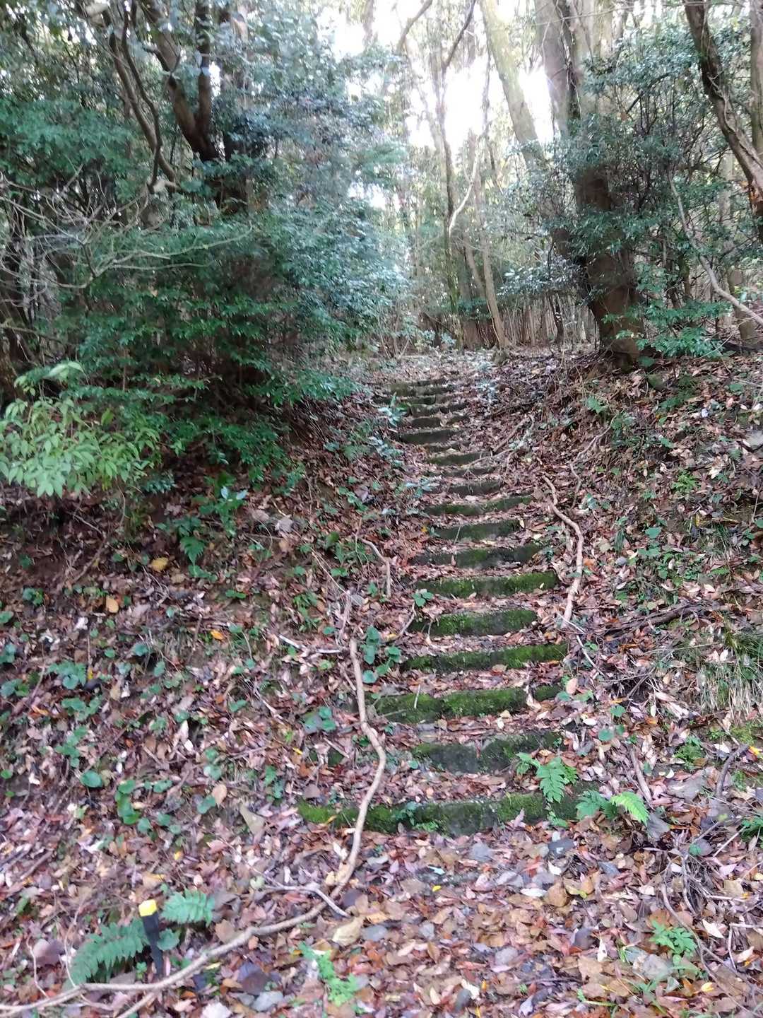 苔むす階段💚