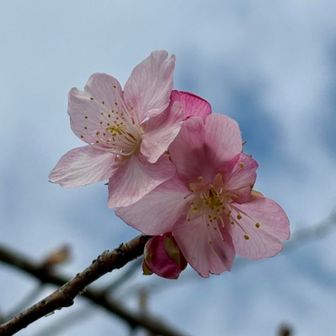 崇台山 サクラサクまだ数輪