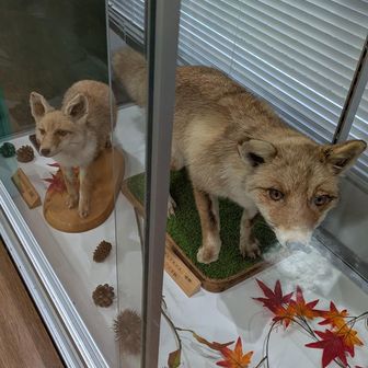 キツネもいるんだね😉