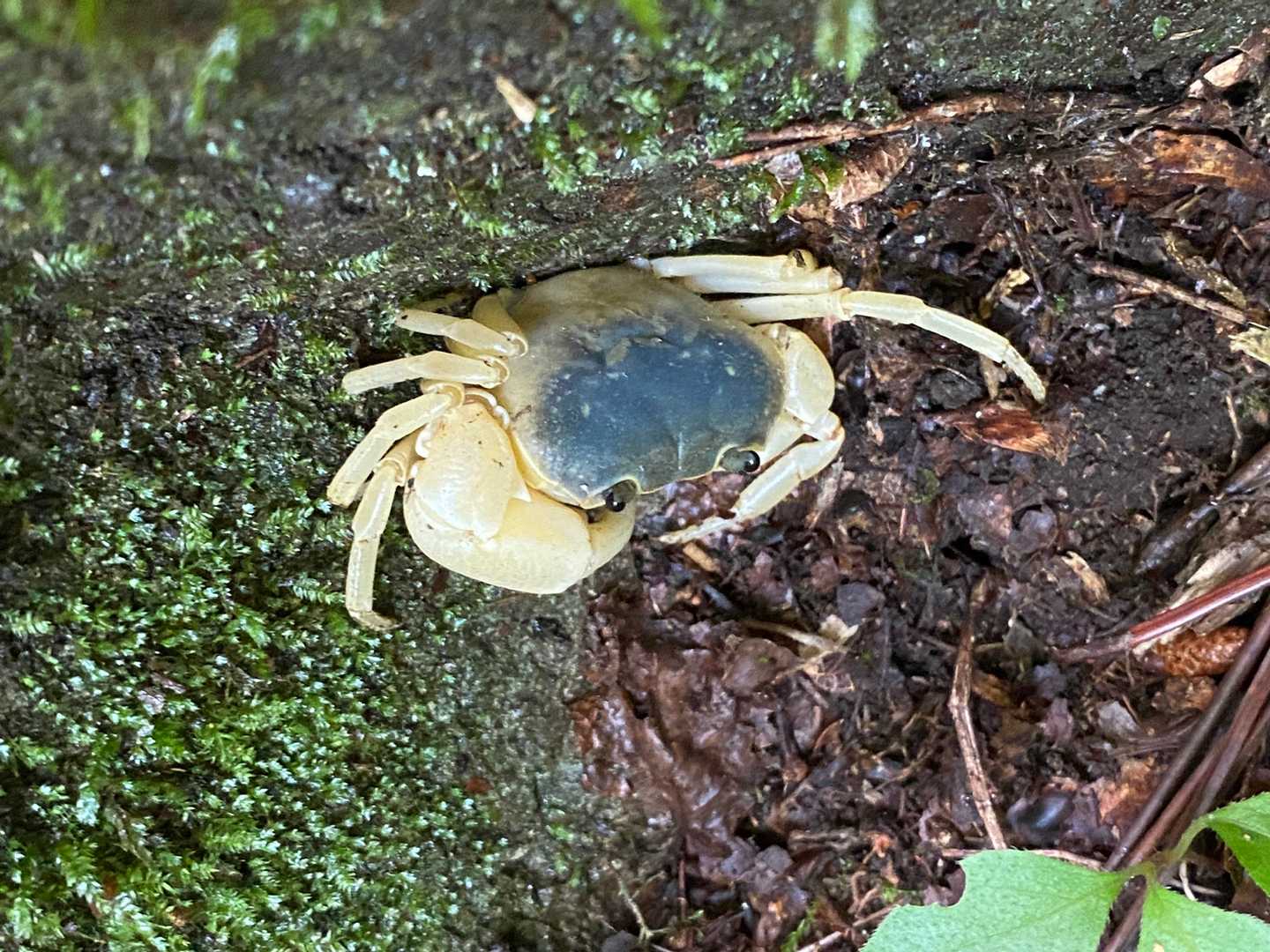 サワガニでしょうか、
山の中をサササッと横切っていきます🦀
何匹も遭遇。