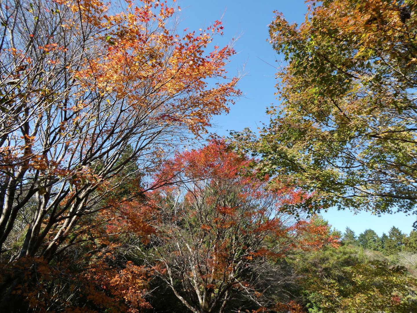 見上げる紅葉