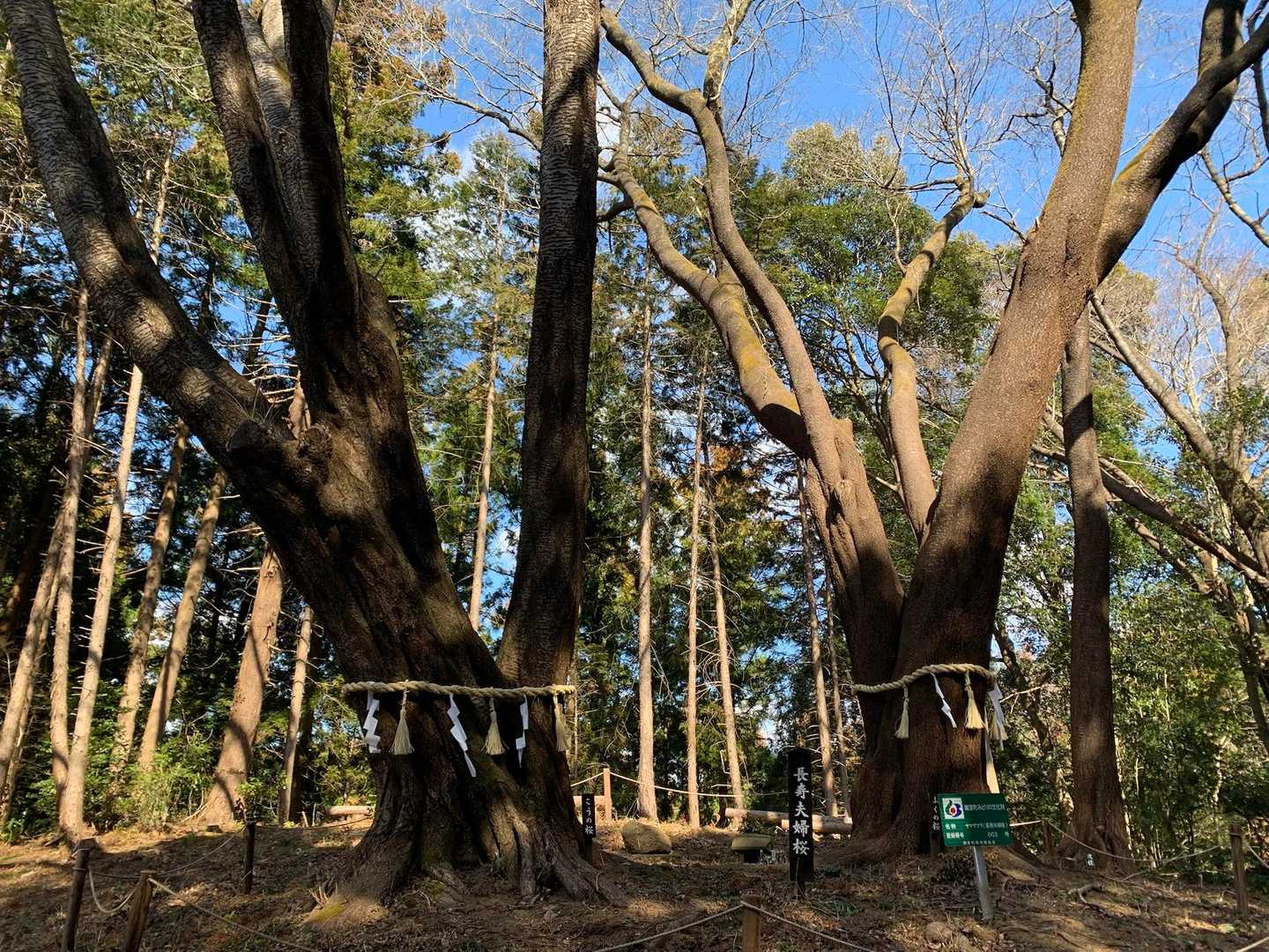 大切にされています👍
こうの桜と　ふくの桜　だそうです😍