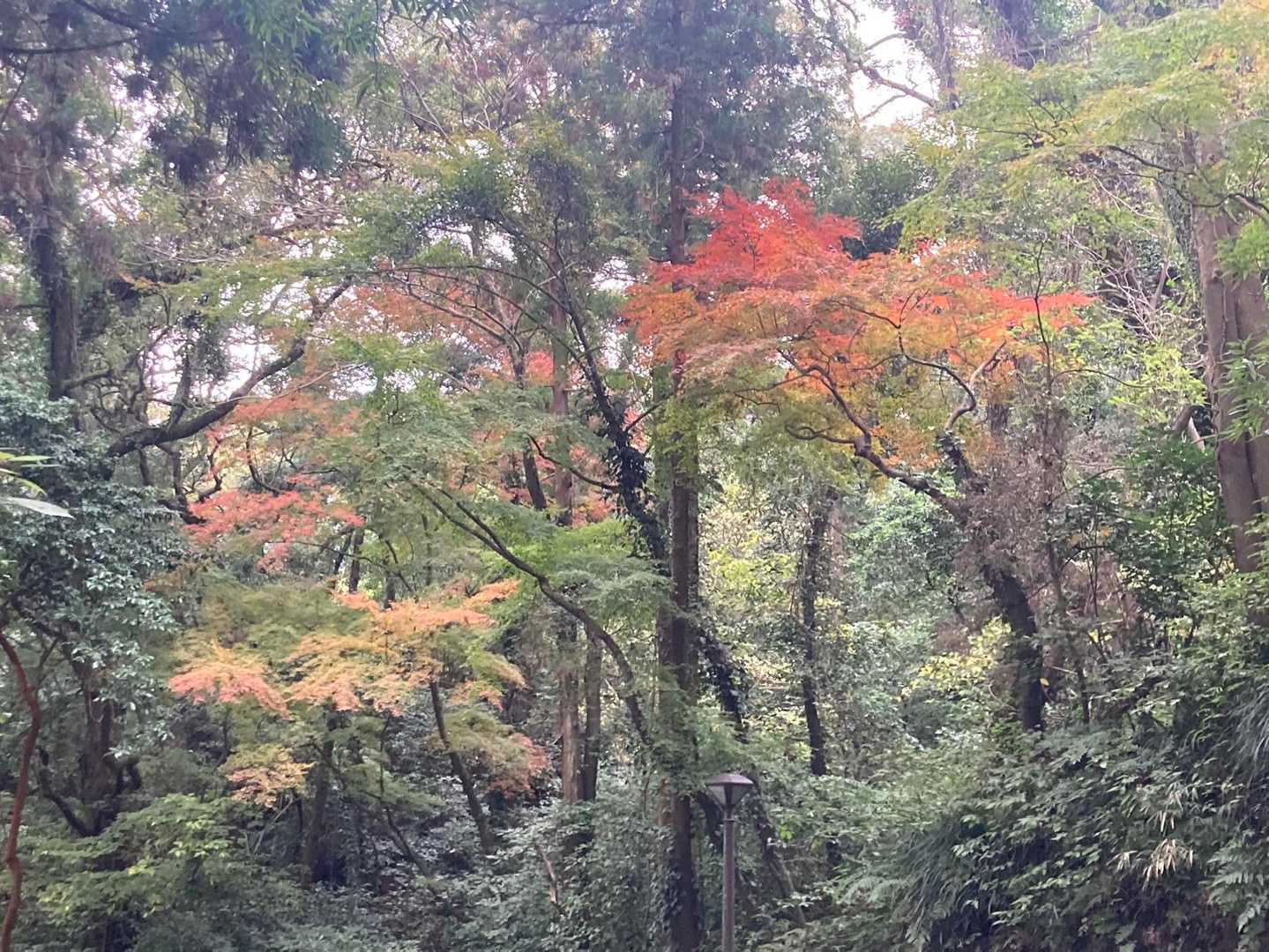 城山-薩摩義士碑側入口 往復コースの写真